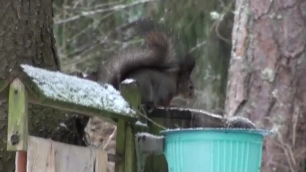 Wiewiórka Zimą — Wideo stockowe