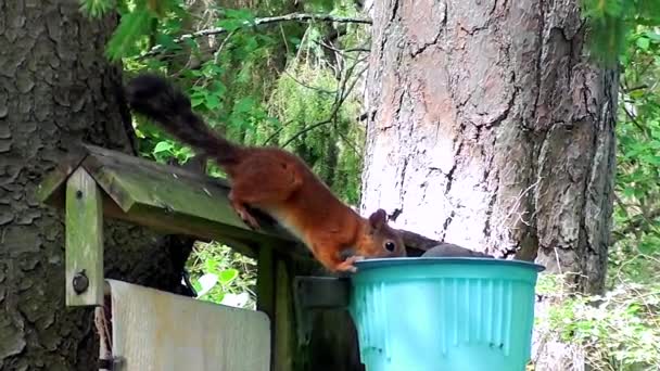 Wiewiórka Wody Pitnej Okresie Letnim — Wideo stockowe