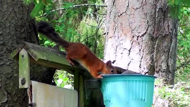 여름에 다람쥐 마시는 — 비디오