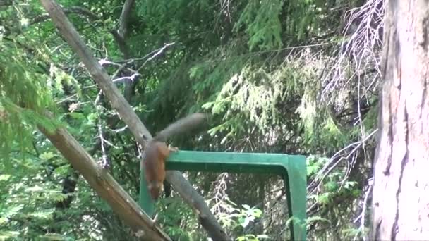 Eichhörnchen Frisst Sommer Sonnenblumenkerne — Stockvideo