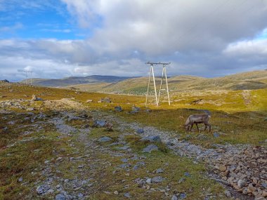 Çekiç Festivali kasabası Finnmark, Norveç yakınlarında otlayan bir ren geyiği.