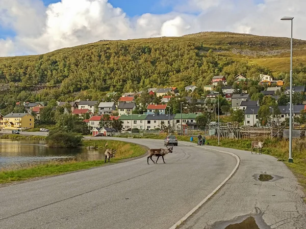在挪威Hammerfest镇的一条路上行走的驯鹿 — 图库照片