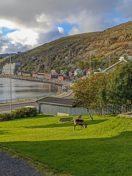 Egy Rénszarvas Legeltetés Egy Játszótéren Hammerfest Városban Finnmarkban Norvégiában — Stock Fotó
