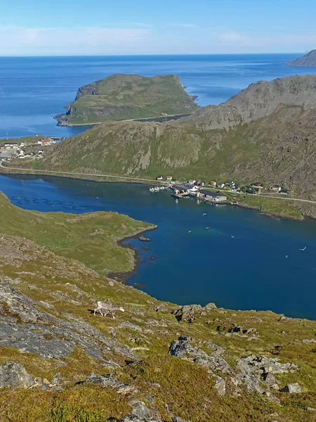 Reno Caminando Naturaleza Salvaje Isla Mageroya Por Risfjorden Finnmark Noruega — Foto de Stock