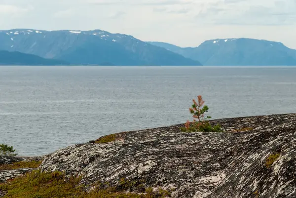 挪威芬马克Altafjorden周围的自然 — 图库照片