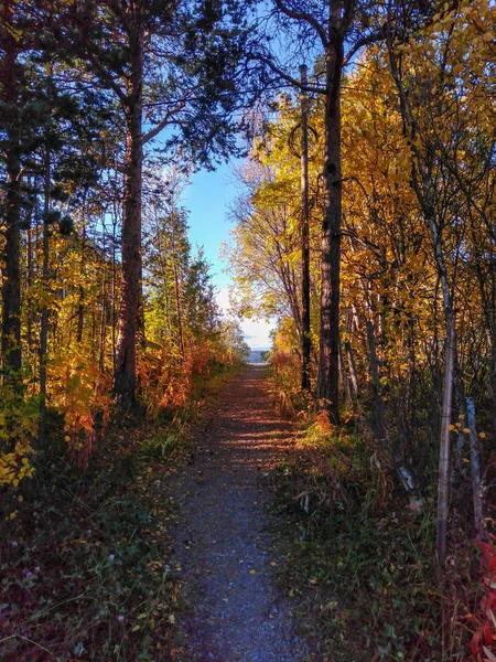 Camino Que Atraviesa Bosque Otoño — Foto de Stock