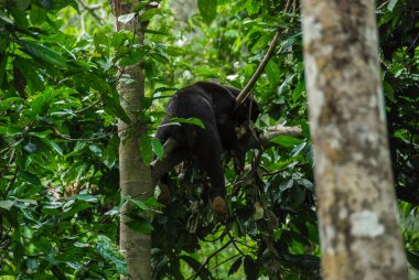Sabah, Borneo, Malezya 'daki Bornean Güneş Ayı Koruma Merkezi' nde yağmur ormanlarında bir dalda uyuyan bir kara güneş ayısı.