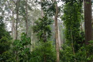 Yağmur Ormanları Keşif Merkezi Sepilok, Borneo, Malezya