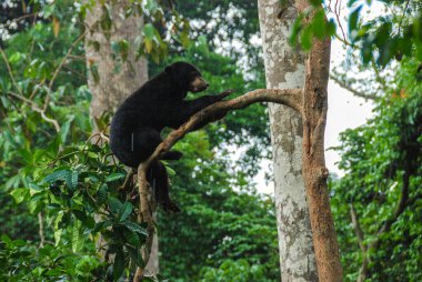 Bornean Sun Bear Koruma Merkezi, Borneo, Malezya 'da bir yağmur ormanında ağaca tırmanan bir güneş ayısı.