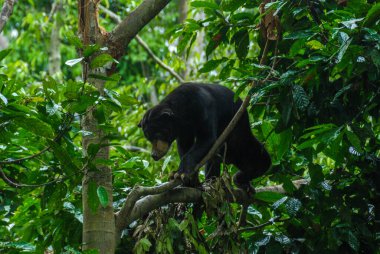 Bornean Sun Bear Koruma Merkezi, Borneo, Malezya 'da bir yağmur ormanında ağaca tırmanan bir güneş ayısı.