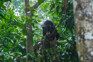 Bornean Sun Bear Koruma Merkezi, Borneo, Malezya 'daki yağmur ormanlarında bir kara güneş ayısı.