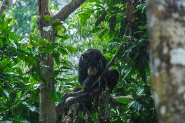 Bornean Sun Bear Koruma Merkezi, Borneo, Malezya 'daki yağmur ormanlarında bir kara güneş ayısı.