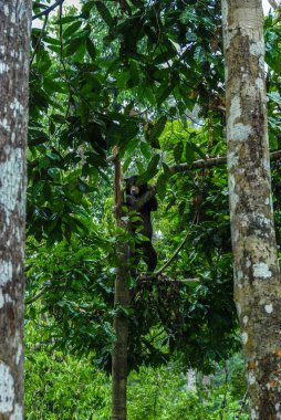 Bornean Sun Bear Koruma Merkezi, Borneo, Malezya 'da bir yağmur ormanında ağaca tırmanan bir güneş ayısı.