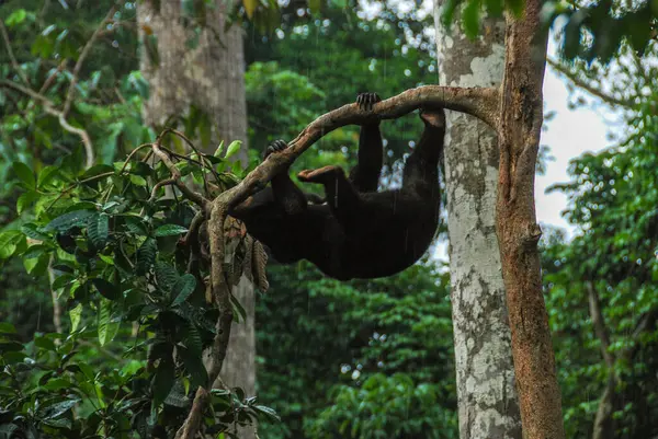 A sun bear climbing a tree in a rainforest in Bornean Sun Bear Conservation Centre in Sabah, Borneo, Malaysia