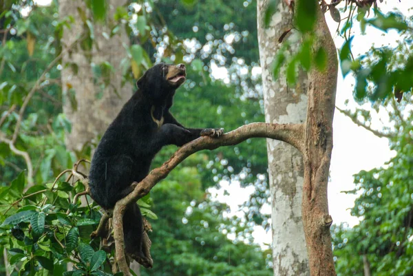 A sun bear climbing a tree in a rainforest in Bornean Sun Bear Conservation Centre in Sabah, Borneo, Malaysia
