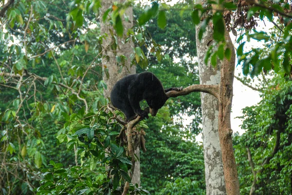 Bornean Sun Bear Koruma Merkezi, Borneo, Malezya 'da bir yağmur ormanında ağaca tırmanan bir güneş ayısı.