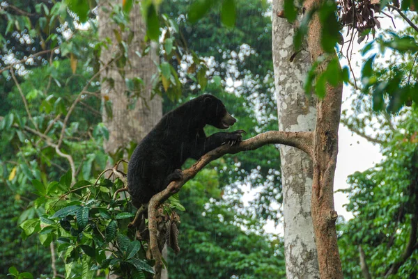 A black sun bear sleeping on a branch in the rainforest in Bornean Sun Bear Conservation Centre in Sabah, Borneo, Malaysia
