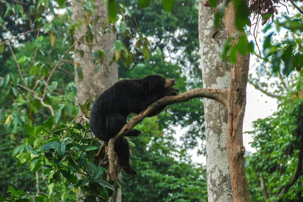 ボルネオ ボルネオ マレーシアのサバ州ボルネオのサンベア保全センターの熱帯雨林の枝で眠っている黒い太陽熊 — ストック写真