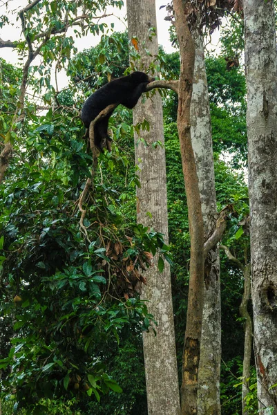 A black sun bear sleeping on a branch in the rainforest in Bornean Sun Bear Conservation Centre in Sabah, Borneo, Malaysia