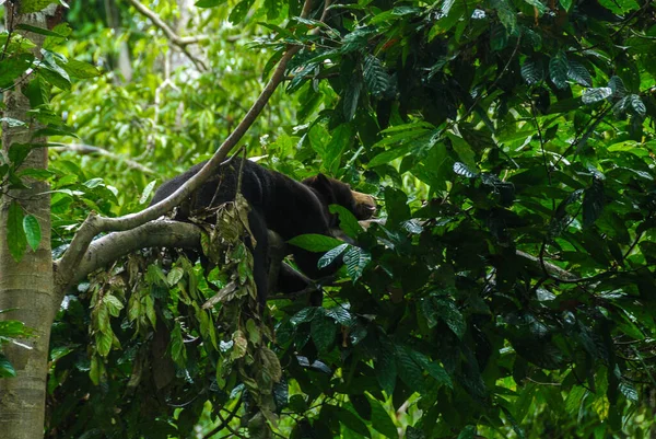 Oso Sol Negro Durmiendo Una Rama Selva Tropical Bornean Sun — Foto de Stock
