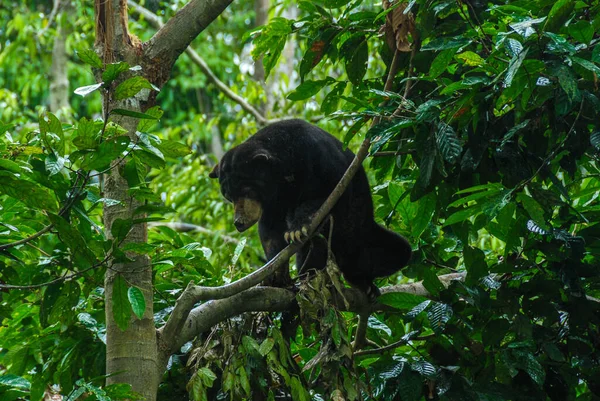 A black sun bear in the rainforest in Bornean Sun Bear Conservation Centre in Sabah, Borneo, Malaysia