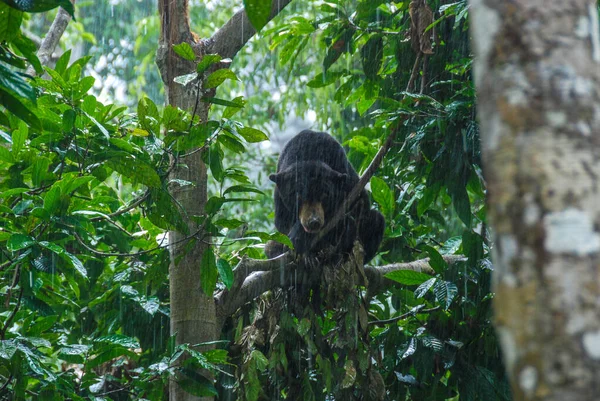 Czarny Niedźwiedź Słoneczny Lesie Deszczowym Bornean Sun Centrum Ochrony Niedźwiedzi — Zdjęcie stockowe
