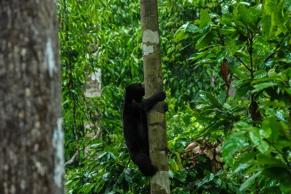 Egy Napmedve Fára Mászik Egy Esőerdőben Borneai Napmedve Természetvédelmi Központban — Stock Fotó