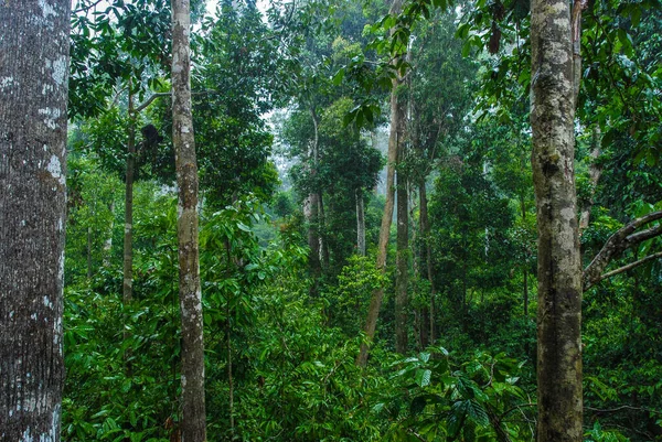 Rainforest Rainforest Discovery Center Sepilok Borneo Malaysia — Stock Photo, Image