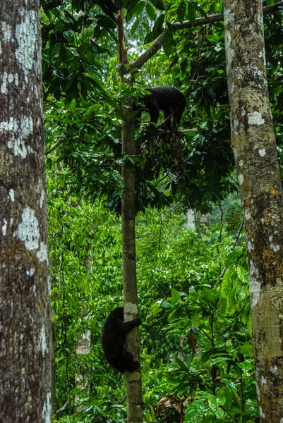 Two sun bears climbing a tree in a rainforest in Bornean Sun Bear Conservation Centre in Sabah, Borneo, Malaysia