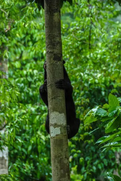 Niedźwiedź Słoneczny Wspinający Się Drzewo Lesie Deszczowym Bornean Sun Bear — Zdjęcie stockowe
