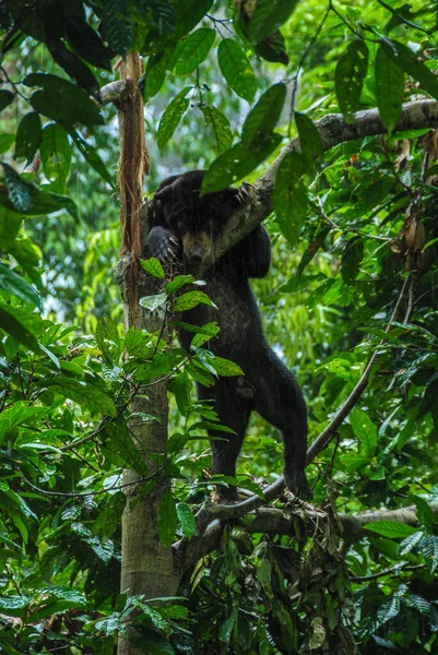 Egy Napmedve Fára Mászik Egy Esőerdőben Borneai Napmedve Természetvédelmi Központban — Stock Fotó