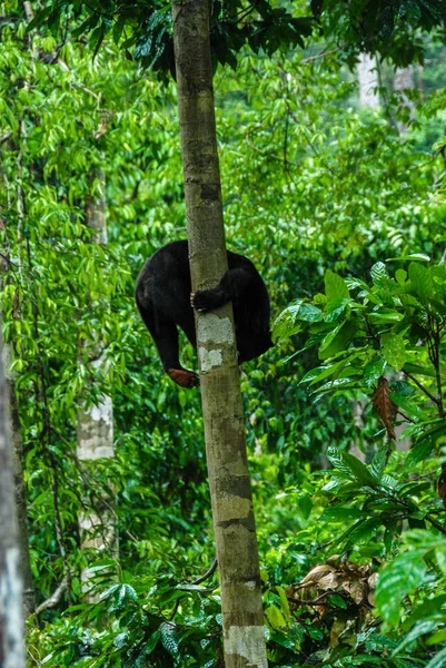 Sun Bear Climbing Tree Rainforest Bornean Sun Bear Conservation Centre — Stock Photo, Image