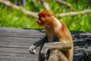 Labuk Bay Proboscis Maymun Sığınağı 'ndaki vahşi hortum maymunları Sabah, Borneo, Malezya