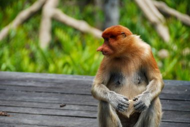 Labuk Bay Proboscis Maymun Sığınağı 'ndaki vahşi hortum maymunları Sabah, Borneo, Malezya