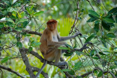 Labuk Bay Proboscis Maymun Sığınağı 'ndaki vahşi hortum maymunları Sabah, Borneo, Malezya
