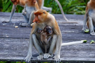 Labuk Bay Proboscis Maymun Sığınağı 'ndaki vahşi hortum maymunları Sabah, Borneo, Malezya