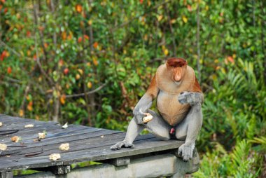 Labuk Bay Proboscis Maymun Sığınağı 'ndaki vahşi hortum maymunları Sabah, Borneo, Malezya