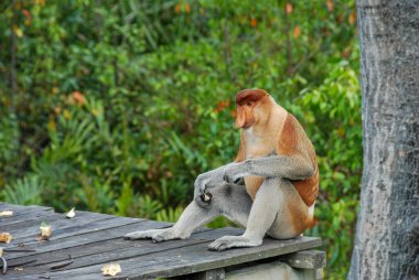Labuk Bay Proboscis Maymun Sığınağı 'ndaki vahşi hortum maymunları Sabah, Borneo, Malezya
