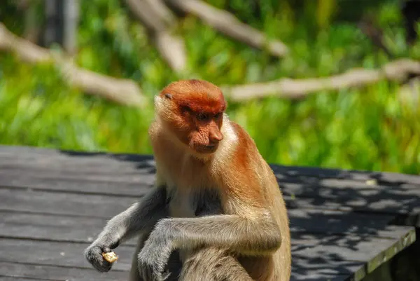 Dzikie Małpy Proboscis Labuk Bay Proboscis Monkey Sanctuary Sabah Borneo — Zdjęcie stockowe