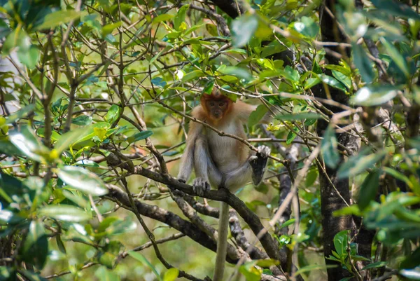 Monos Probóscis Salvajes Labuk Bay Proboscis Monkey Sanctuary Sabah Borneo — Foto de Stock