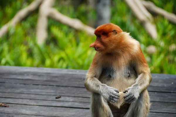Macacos Probóscide Selvagens Labuk Bay Proboscis Monkey Sanctuary Sabah Bornéu — Fotografia de Stock