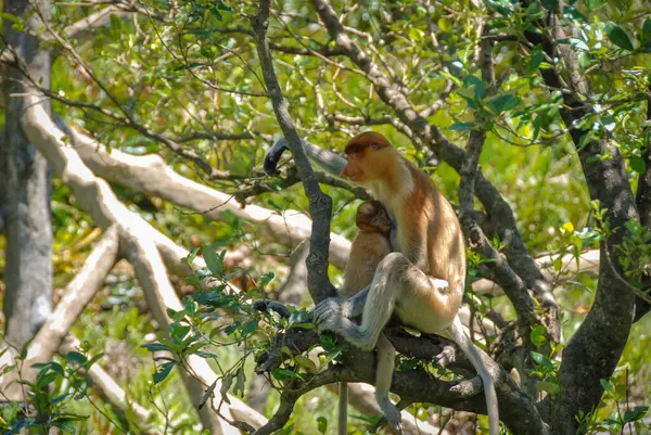 Labuk Bay Proboscis Maymun Sığınağı 'ndaki vahşi hortum maymunları Sabah, Borneo, Malezya