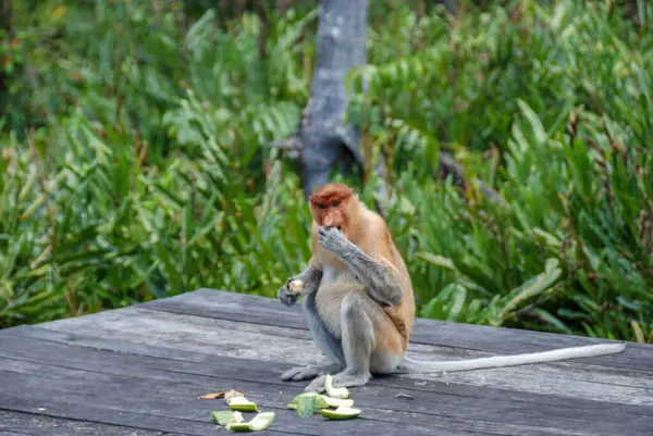 Wilde Proboscis Apen Labuk Bay Proboscis Monkey Sanctuary Sabah Borneo — Stockfoto