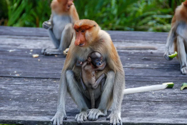 Wilde Proboscis Apen Labuk Bay Proboscis Monkey Sanctuary Sabah Borneo — Stockfoto