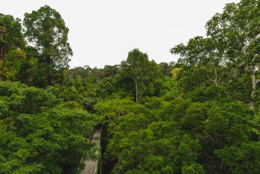 Sepilok, Borneo, Malezya 'daki Yağmur Ormanları Keşif Merkezi' nde bitki ve ağaçlar