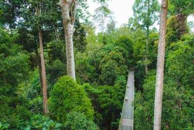 Sepilok, Borneo, Malezya 'daki Yağmur Ormanları Keşif Merkezi' nde bitki ve ağaçlar