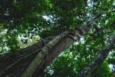 Sepilok, Borneo, Malezya 'daki Yağmur Ormanları Keşif Merkezi' nde bitki ve ağaçlar