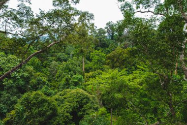 Sepilok, Borneo, Malezya 'daki Yağmur Ormanları Keşif Merkezi' nde bitki ve ağaçlar