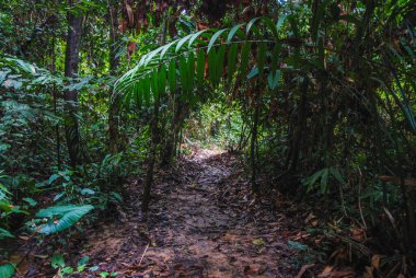 Sepilok, Borneo, Malezya 'daki Yağmur Ormanları Keşif Merkezi' nde bitki ve ağaçlar