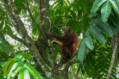 Sabah, Borneo, Malezya 'daki Yağmur Ormanları Keşif Merkezi' nde vahşi bir orangutan bebek.